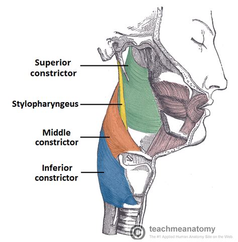 anatomy of deep throat|Pharynx (throat) anatomy: Muscles, arteries and .